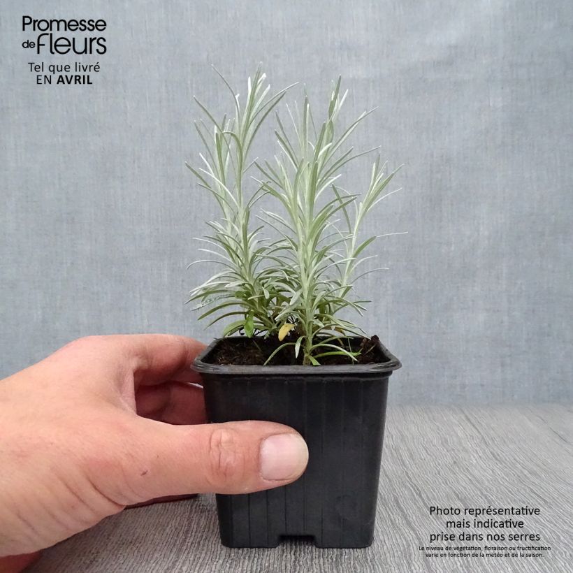 Helichrysum italicum 7/8 cm pot sample as delivered in spring