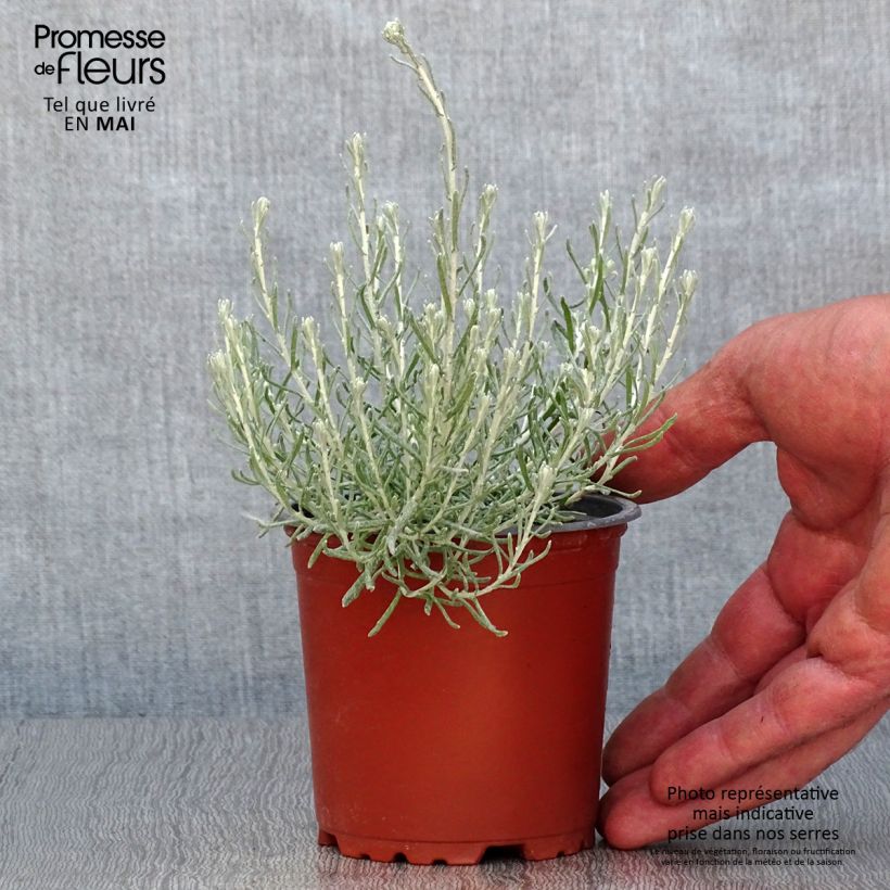 Helichrysum italicum Plug 8/9 cm pot sample as delivered in spring