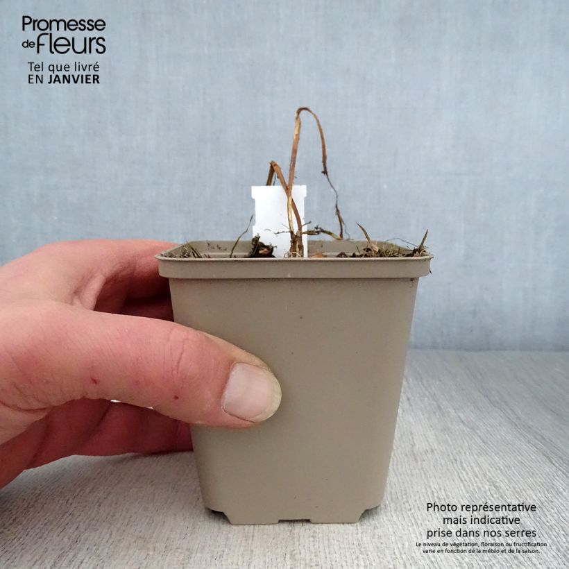 Heliopsis helianthoides Summer Pink 8/9 cm pot sample as delivered in winter