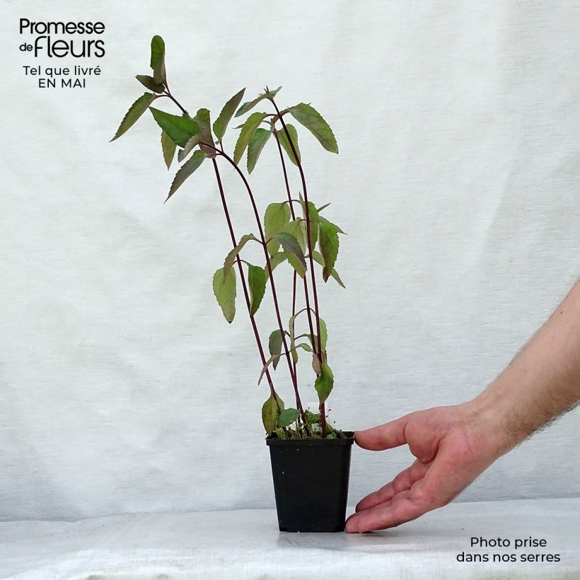 Heliopsis helianthoides var. scabra Burning Hearts 8/9 cm pot sample as delivered in spring