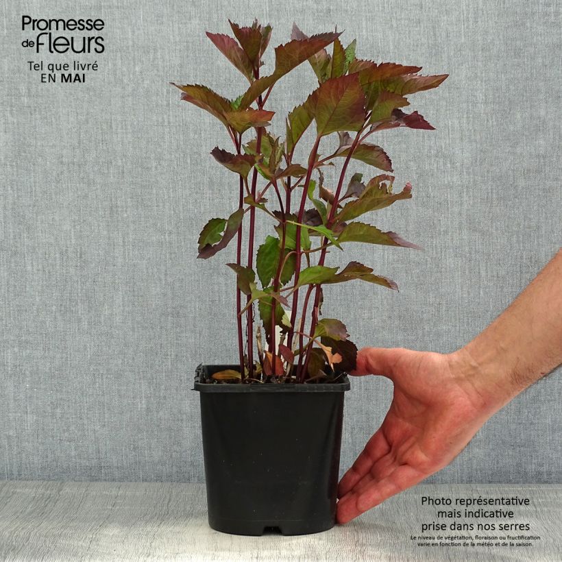 Heliopsis helianthoides var. scabra 'Funky Spinner'®  2L/3L pot sample as delivered in spring