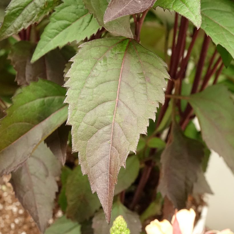 Heliopsis helianthoides var. scabra 'Funky Spinner'® (Foliage)