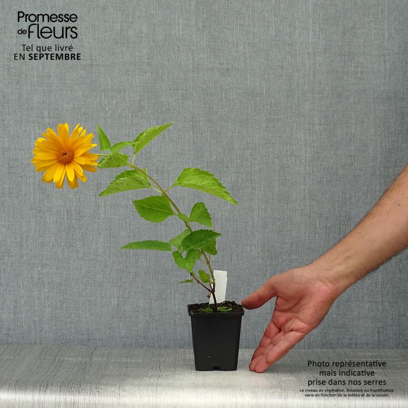 Heliopsis helianthoides Mars 8/9 cm pot sample as delivered in autumn