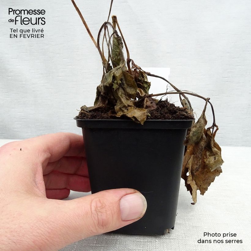 Heliopsis helianthoides var. scabra Sommersonne 7/8 cm pot sample as delivered in winter