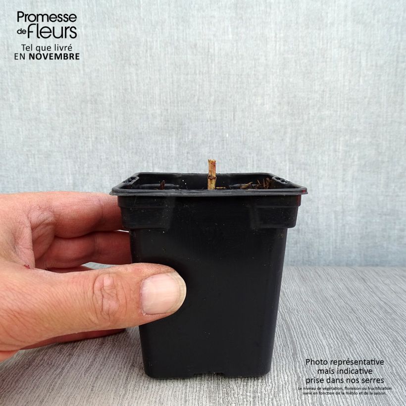 Heliopsis helianthoides var. scabra Sommersonne 7/8 cm pot sample as delivered in autumn