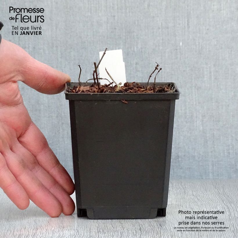 Heliopsis helianthoides Tuscan Sun 10cm/11cm pot sample as delivered in winter