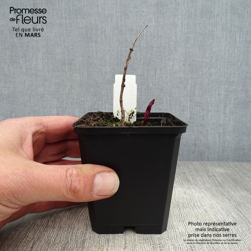 Heliopsis helianthoides var. scabra Venus 8/9 cm pot sample as delivered in spring