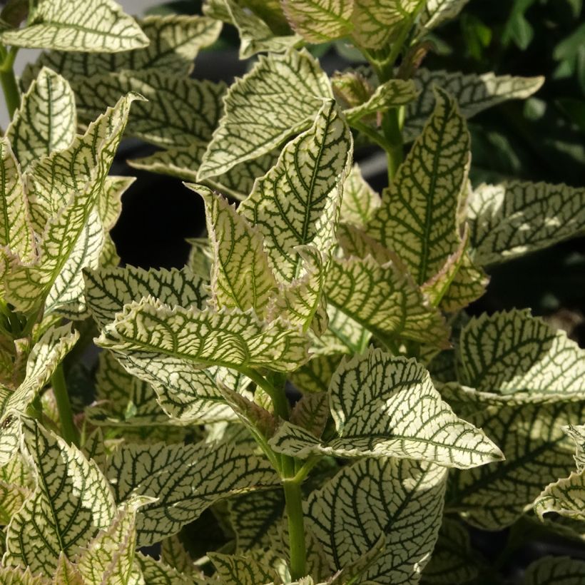 Heliopsis helianthoides Solar Flare - False sunflower (Foliage)