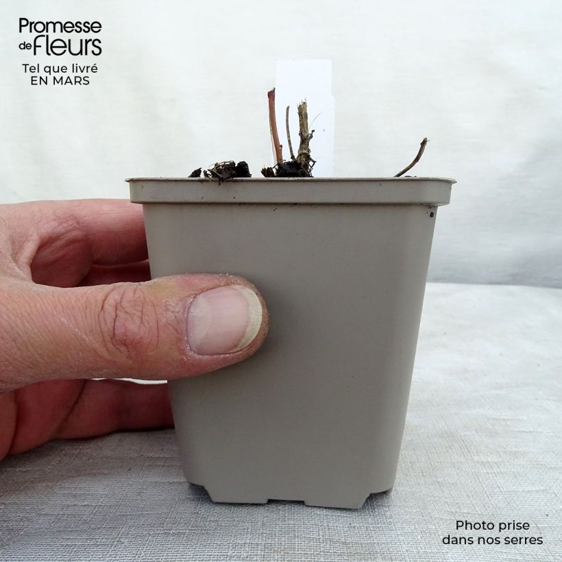 Heliopsis helianthoides var. scabra 8/9 cm pot sample as delivered in winter