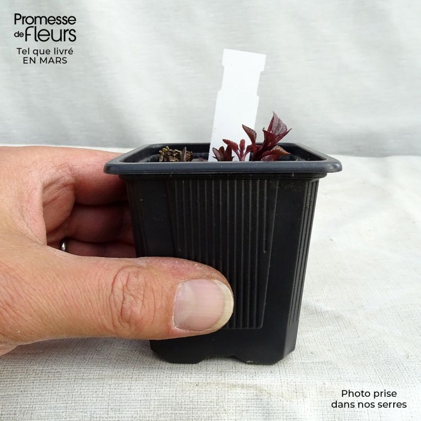 Heliopsis helianthoides var. scabra Summer Nights 8/9 cm pot sample as delivered in winter