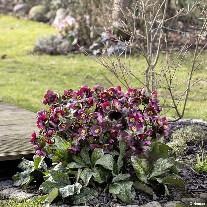 Helleborus Ice N' Roses Marbled Mona Marble - Hellebore (Plant habit)