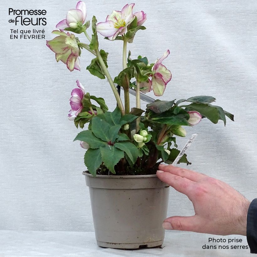 Helleborus HGC Ice N Roses Picotee 2L/3L pot sample as delivered in winter