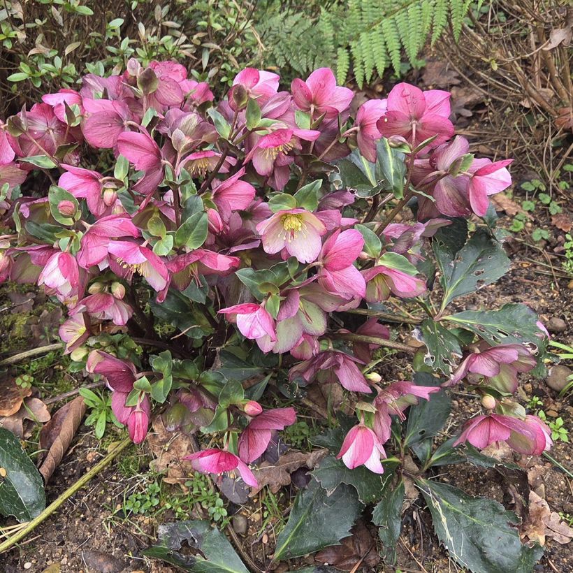 Helleborus HGC Ice N Roses Picotee (Plant habit)