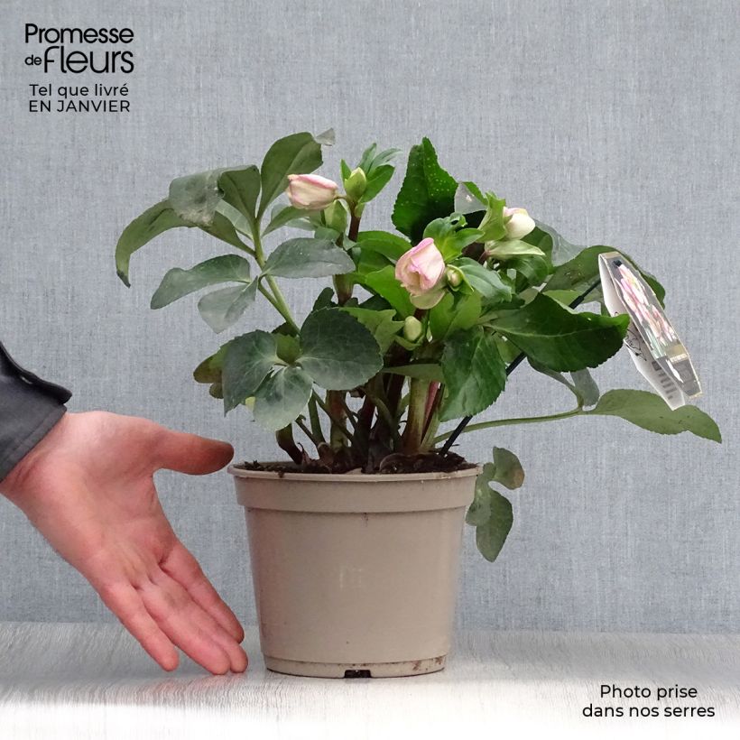 Helleborus Ice N' Roses Marbled Pink - Hellebore 2L/3L pot sample as delivered in winter
