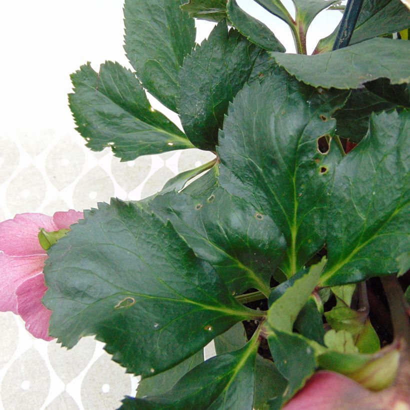 Helleborus Madame Lemonnier (Foliage)