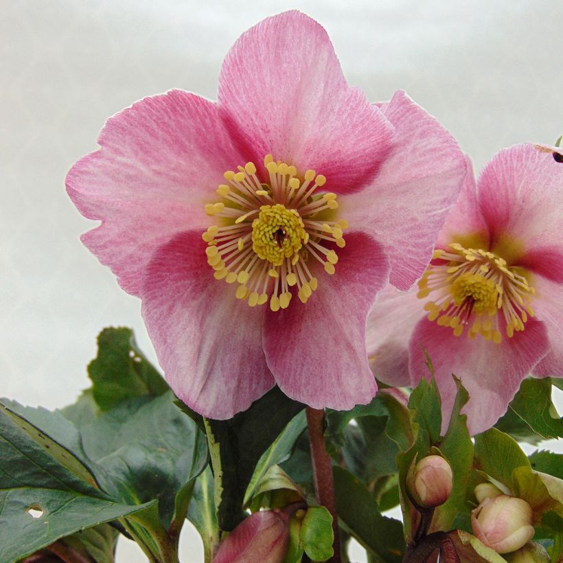 Helleborus Madame Lemonnier (Flowering)