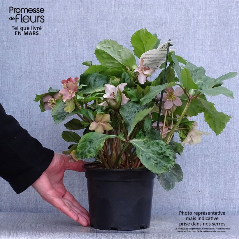 Helleborus Madame Lemonnier 2L/3L pot sample as delivered in spring
