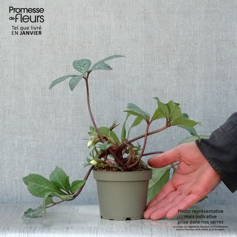 Helleborus ericsmithii Magic Leaves 10cm/11cm pot sample as delivered in winter