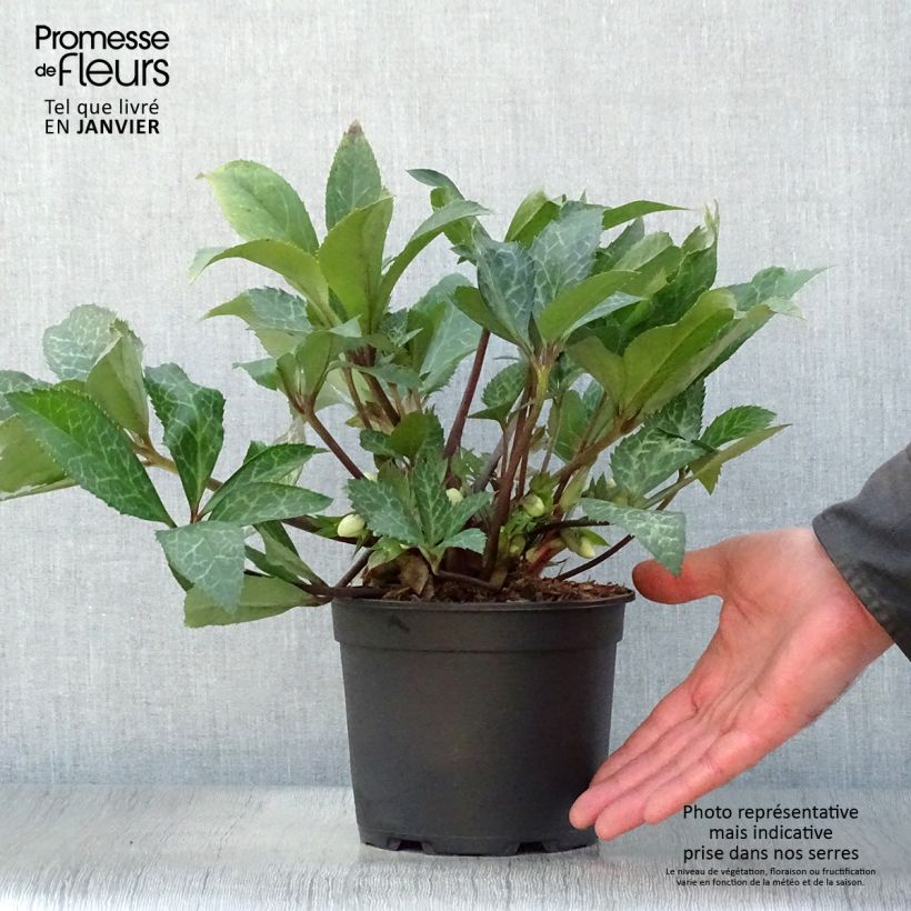 Helleborus ericsmithii Magic Leaves 2L/3L pot sample as delivered in winter