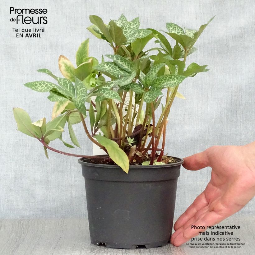 Helleborus ericsmithii Magic Leaves 2L/3L pot sample as delivered in spring