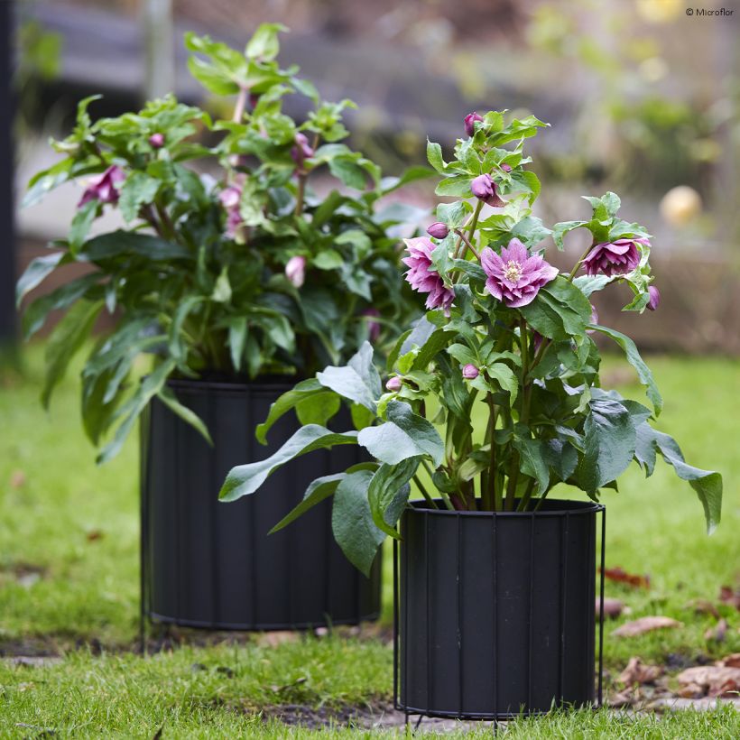 Helleborus hybridus ViV Ariana (Plant habit)