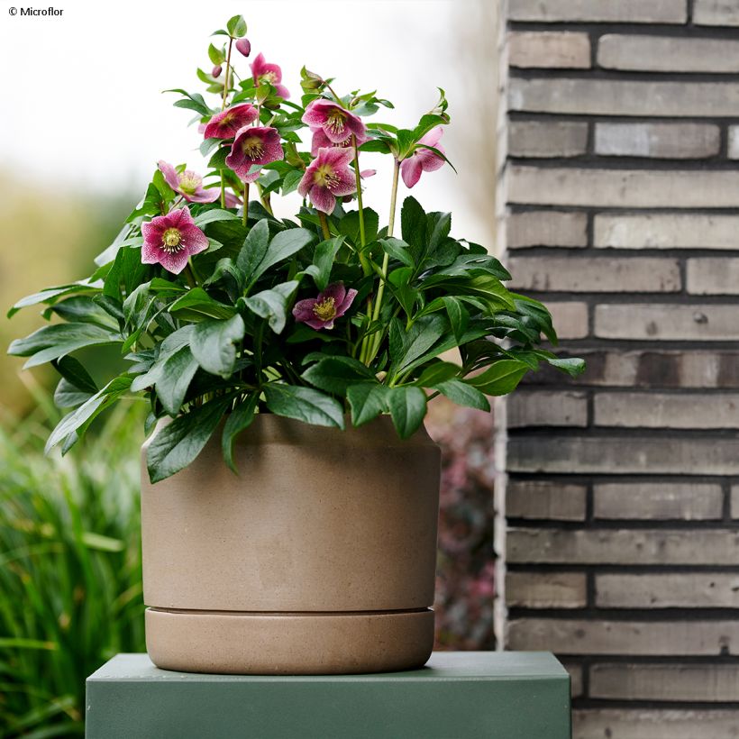Helleborus hybridus ViV Batista (Plant habit)