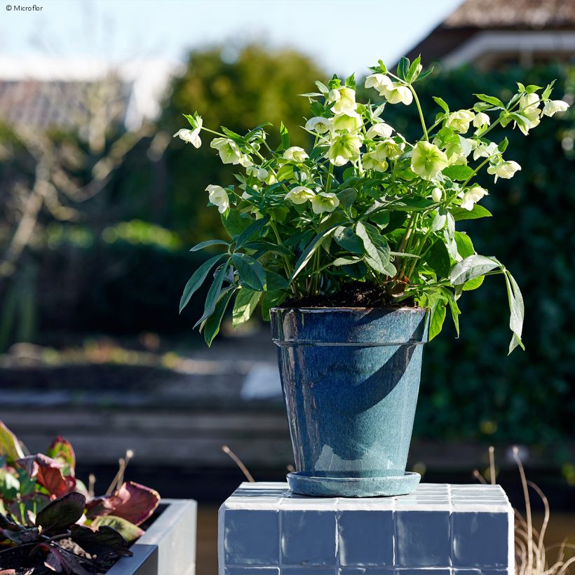 Helleborus hybridus ViV Clarissa (Plant habit)