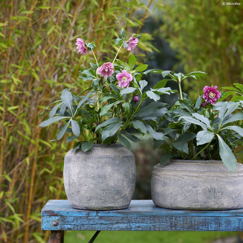 Helleborus hybridus ViV Elena (Plant habit)