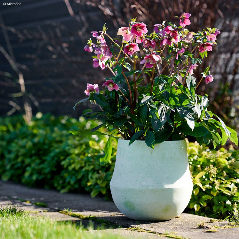 Helleborus hybridus ViV Fiorentina (Plant habit)