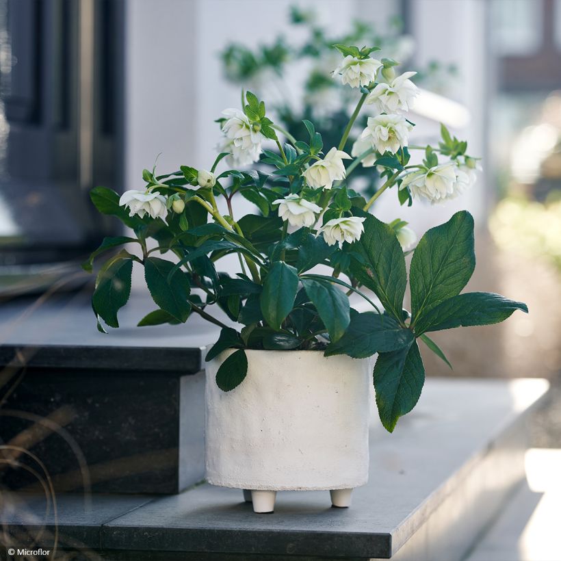 Helleborus hybridus ViV Gianina (Plant habit)
