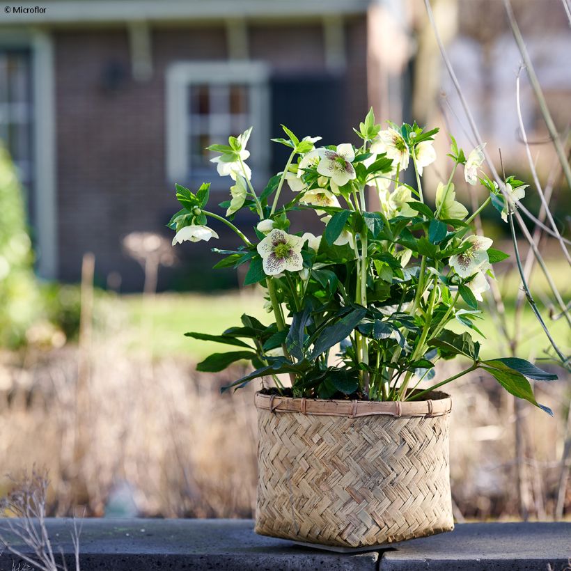 Helleborus hybridus ViV Maeva (Plant habit)