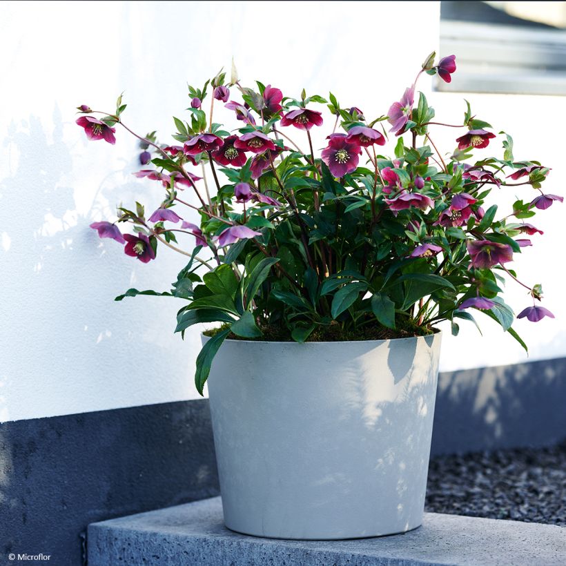 Helleborus hybridus ViV Milana (Plant habit)