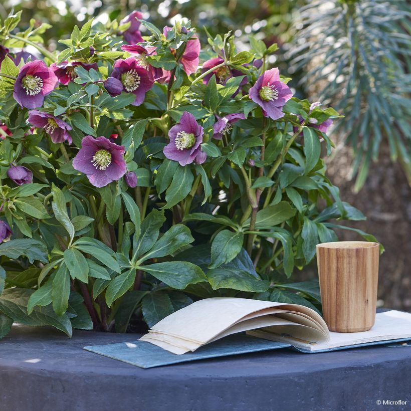 Helleborus hybridus ViV Valentina (Plant habit)