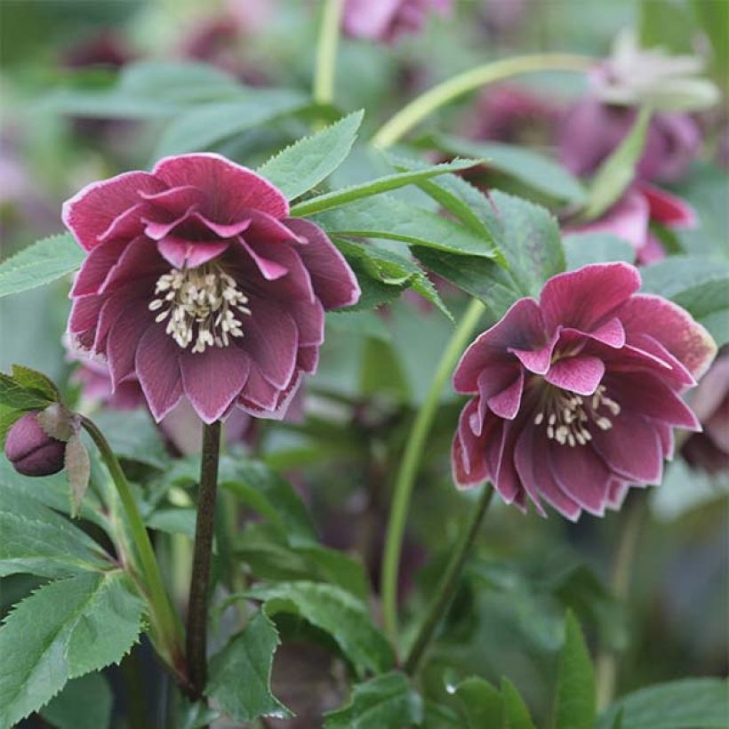 Helleborus hybridus Double Aubergine White Edge (Flowering)