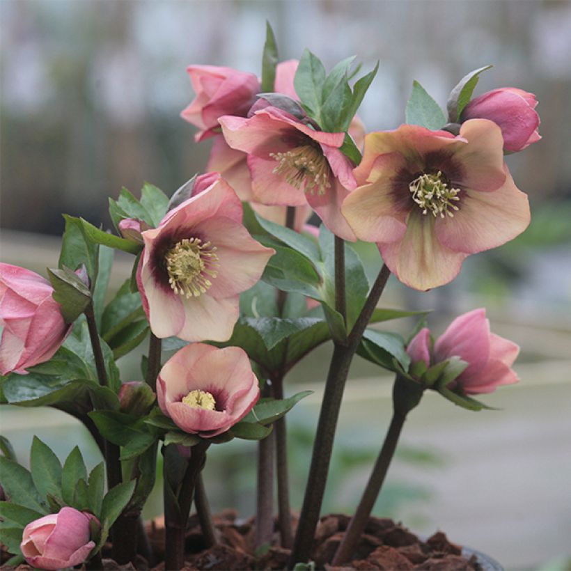 Helleborus hybridus Peach with Red Centre (Plant habit)