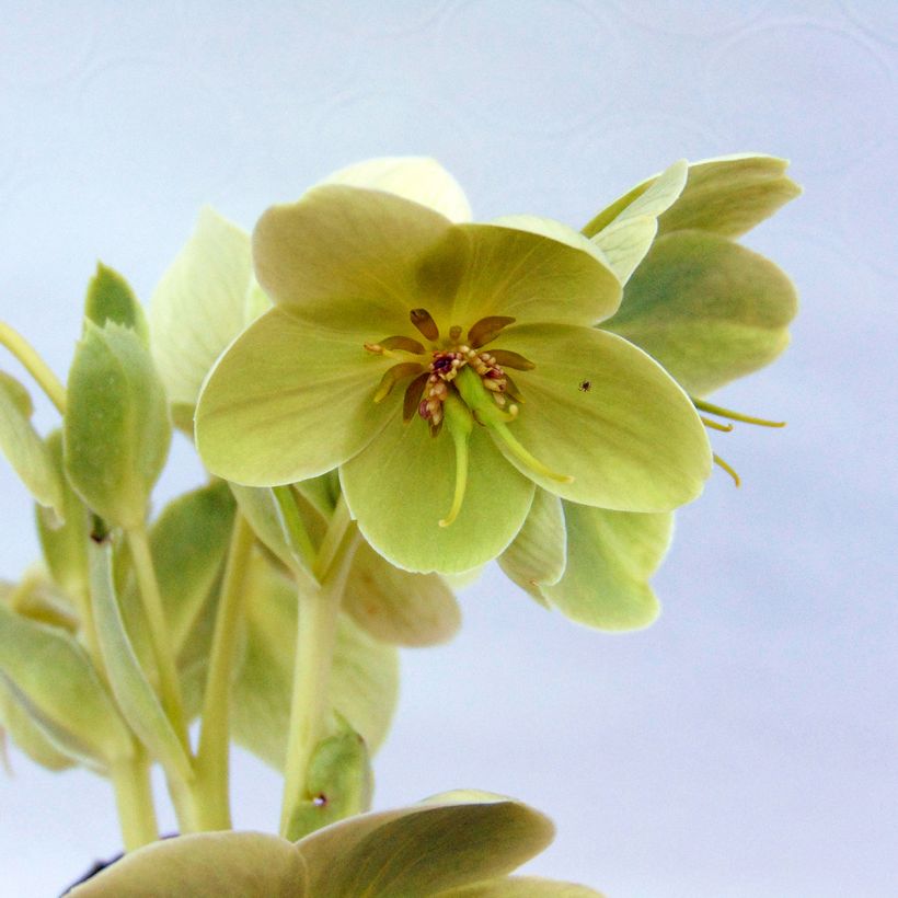 Helleborus argutifolius (Flowering)
