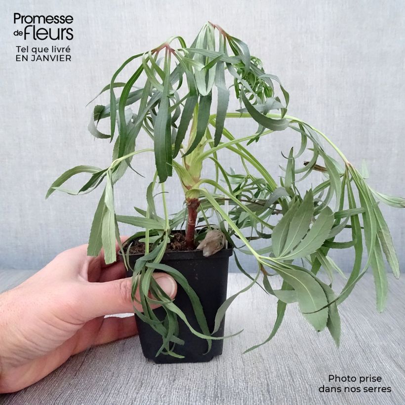 Helleborus&#x20;foetidus&#x20;Wester&#x20;Flisk&#x20;8&#x2F;9&#x20;cm&#x20;pot&#x20;sample&#x20;as&#x20;delivered&#x20;in&#x20;winter