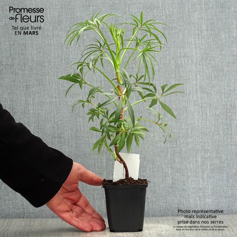 Helleborus foetidus Wester Flisk 8/9 cm pot sample as delivered in spring