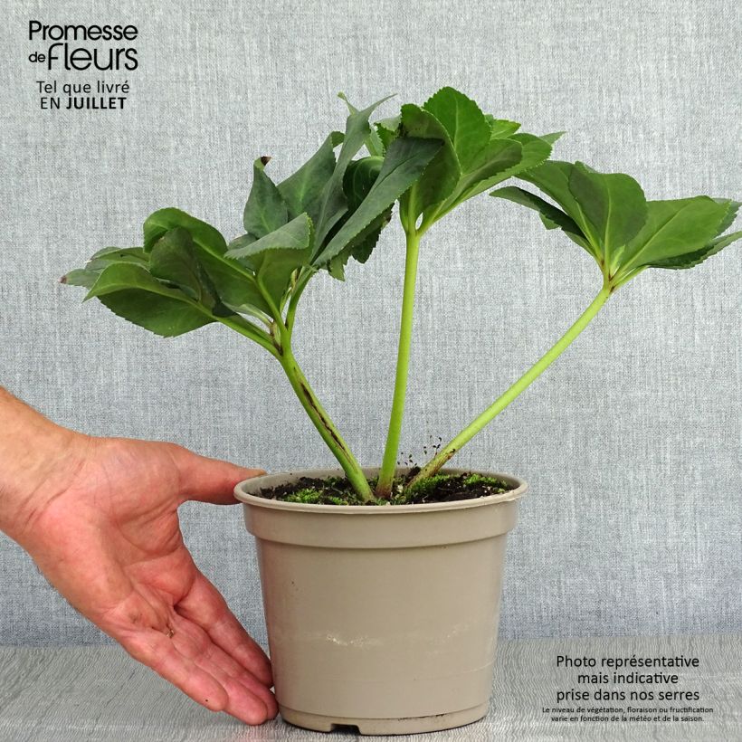 Helleborus HGC Leila 2L/3L pot sample as delivered in summer