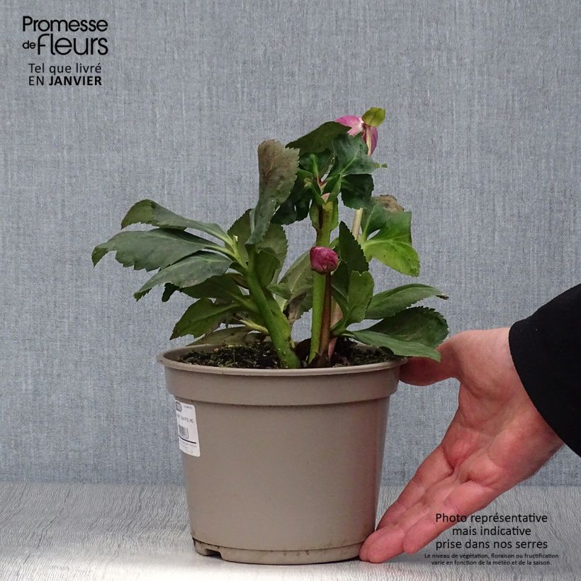 Helleborus HGC Liah 2L/3L pot sample as delivered in winter