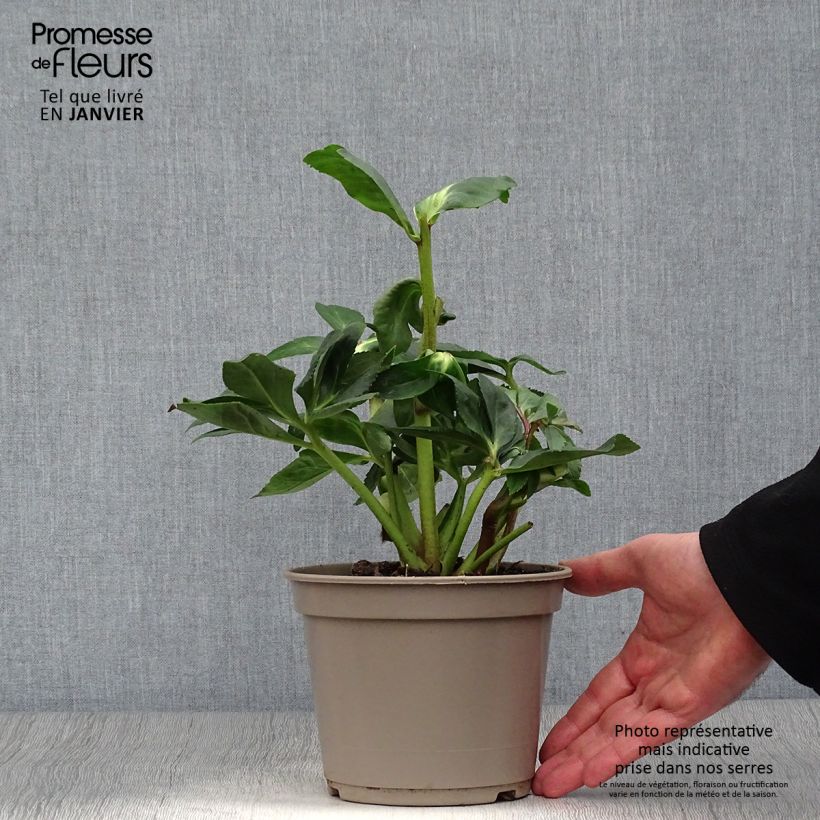 Helleborus HGC Linda 2L/3L pot sample as delivered in winter
