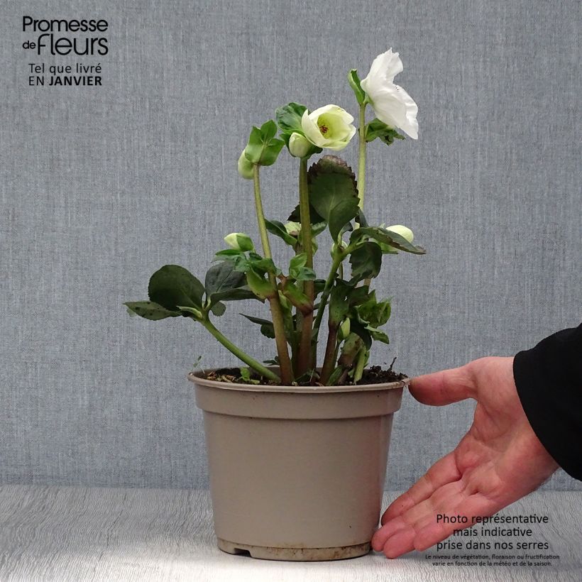 Helleborus HGC Linn 2L/3L pot sample as delivered in winter