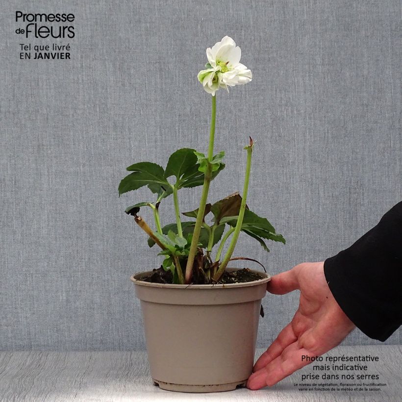 Helleborus HGC Lisann 2L/3L pot sample as delivered in winter