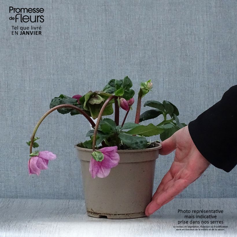 Helleborus lemperii Lola 2L/3L pot sample as delivered in winter