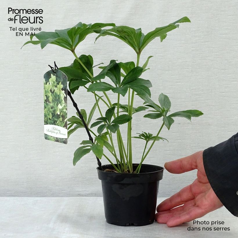 Helleborus multifidus subsp. bocconei 1L/1.5L pot sample as delivered in spring