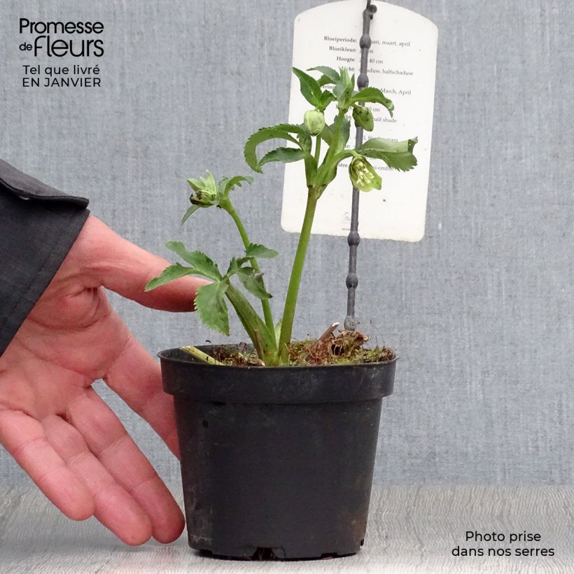 Helleborus multifidus subsp. bocconei 1L/1.5L pot sample as delivered in winter