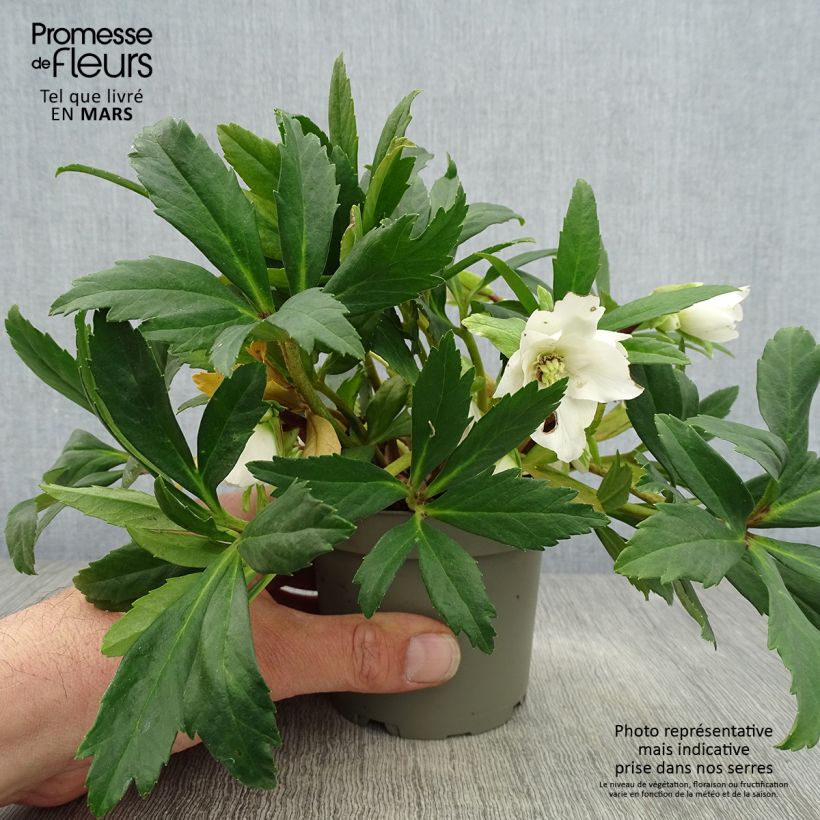 Helleborus niger Double Fashion - Christmas Rose 1L/1.5L pot sample as delivered in spring