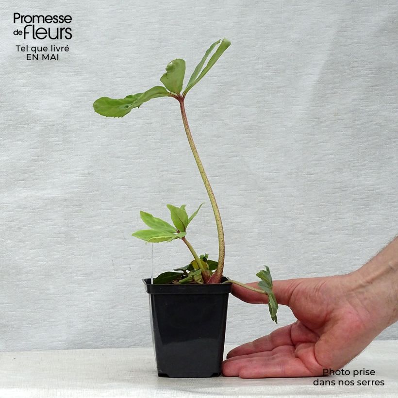 Helleborus niger - Christmas Rose 8/9 cm pot sample as delivered in spring