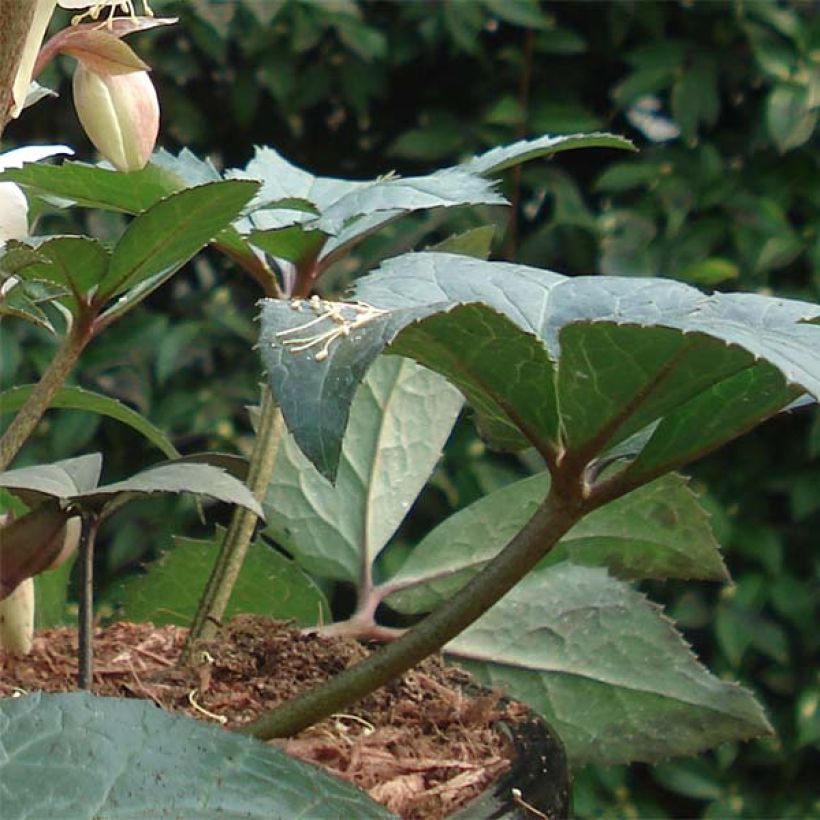Helleborus x nigercors Emma (Foliage)
