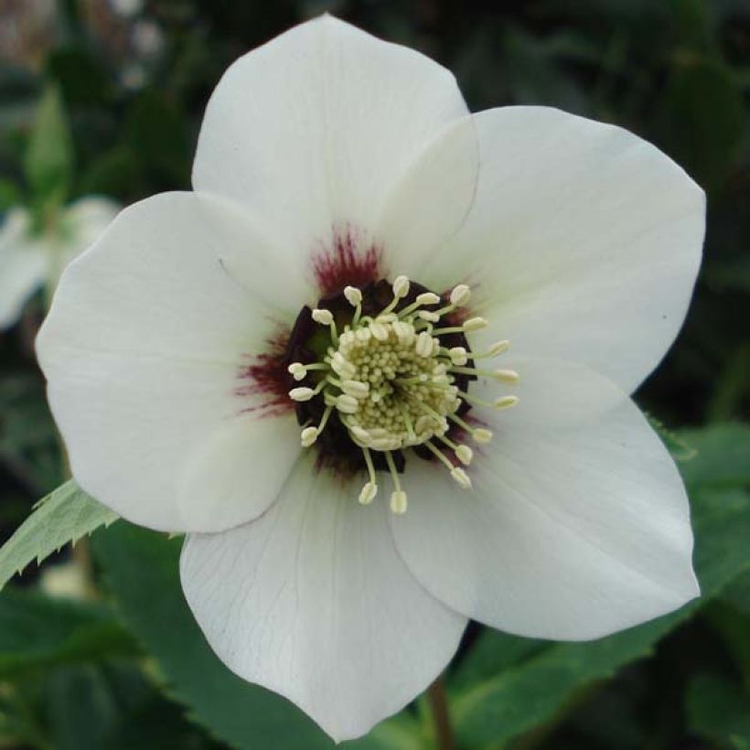 Helleborus hybridus White with Red Centre (Flowering)